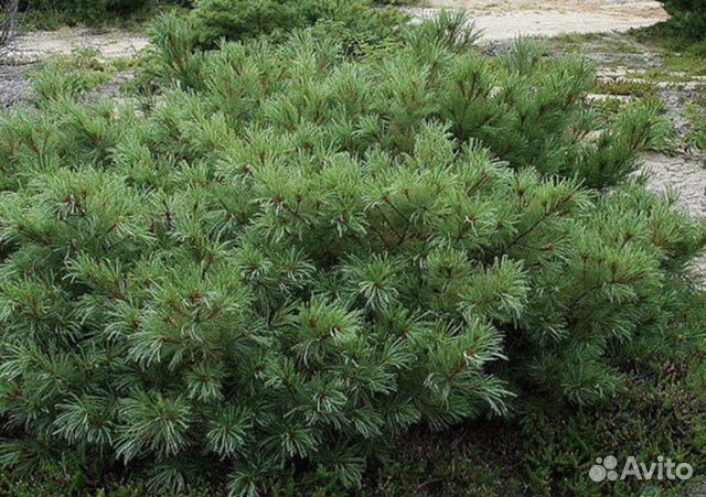 Кедровый стланик семена