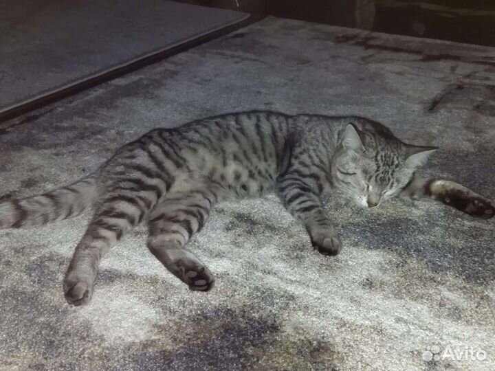 Кот на вязку