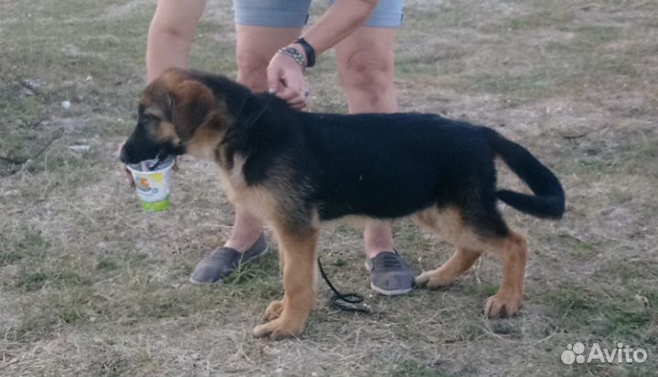 Щенки немецкой овчарки длинношерстной