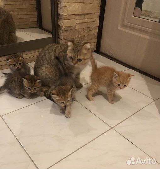 Котята