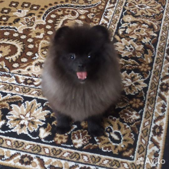 Шпиц вязка