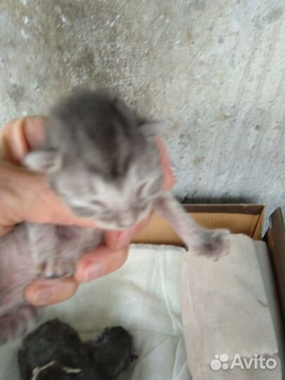 Котята в добрые руки