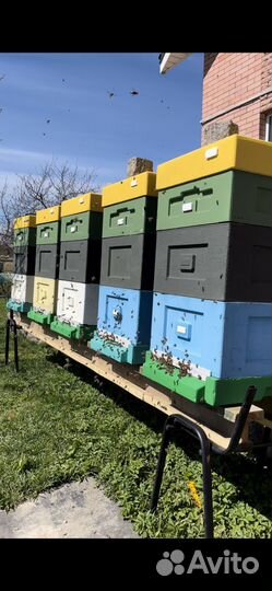 Пчелопакеты бакфаст и карника 2024