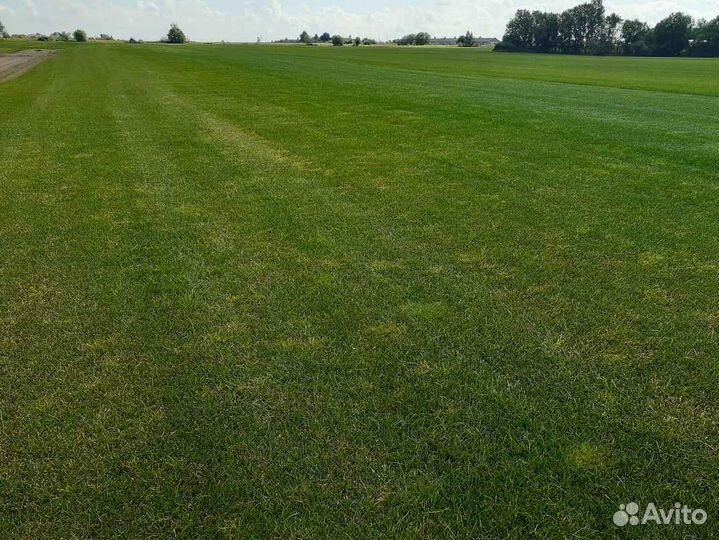Рулонный газон напрямую от производителя