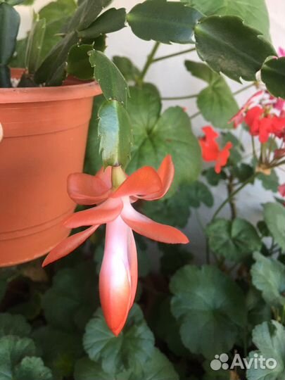 Саженцы цветов