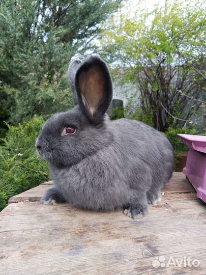 Кролики Венский голубой(чистые)