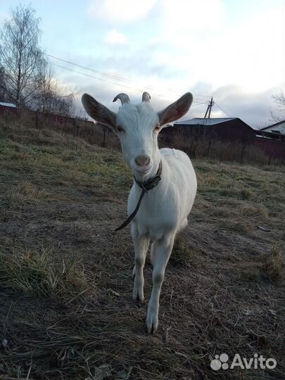 Зааненская коза