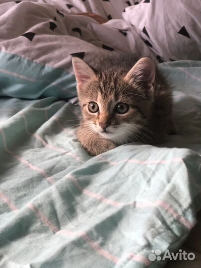 Кошечка в добрые руки