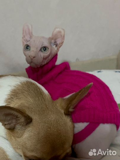 Кошечка породы Эльф