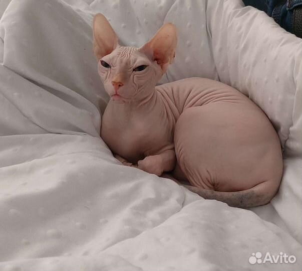 Донской сфинкс вязка