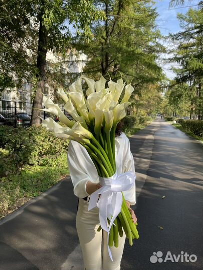 Каллы высокие