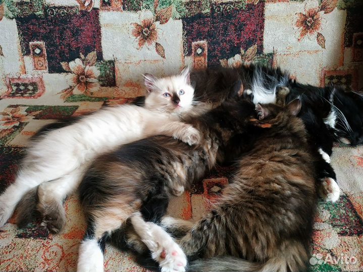 Котята в дар