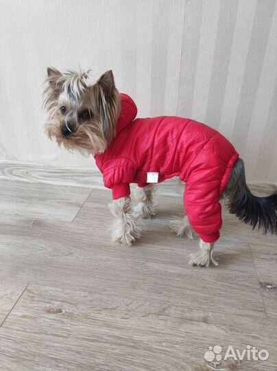 Комбинензон для собаки s мальчика