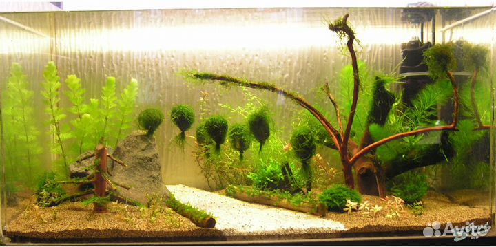 Аквариумные растения, мхи и папоротники