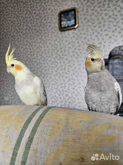 Попугай Корелла птенцы