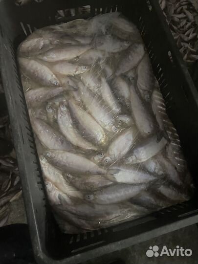 Рыба пелядь (сырок )