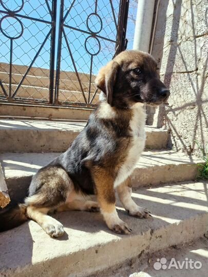 Стерилизованая девочка щенок