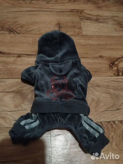 Одежда для мини йорка 3 вещи