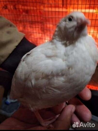 Перепела, молодняк, мясо, яйца перепёлки