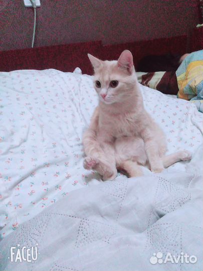 Ищем новых хозяев