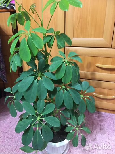 Шефлера,Фикус бенджамина