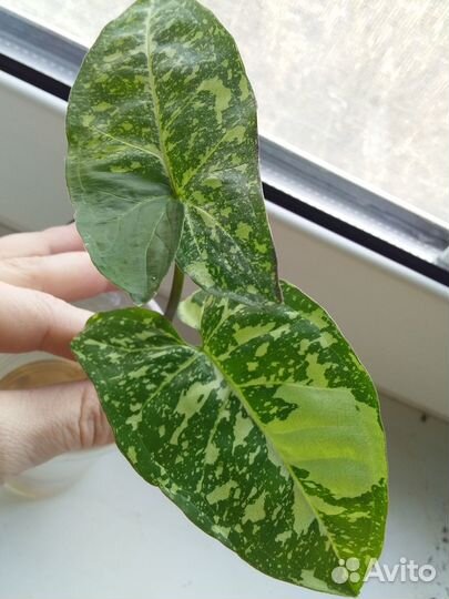 Сингониум Панда