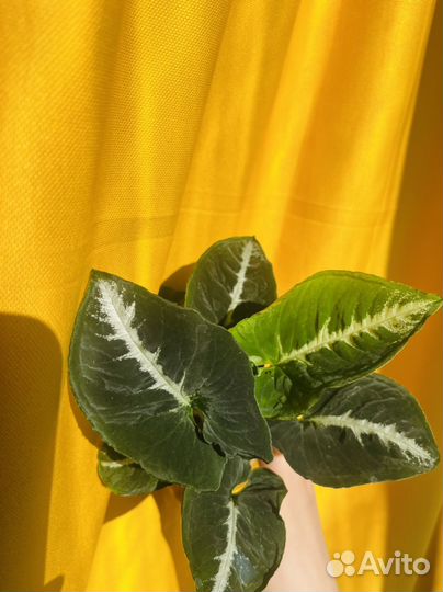 Комнатные растния