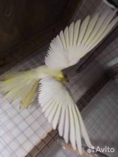 Попугай корелла девочка