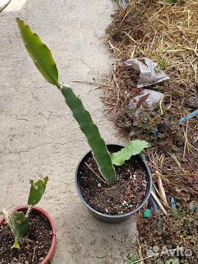 Драгонфрут (питахайя)