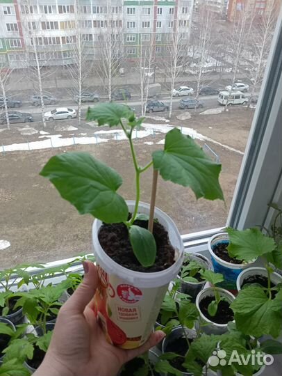Рассада огурцов балконных