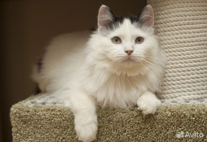 Баунти ищет дом