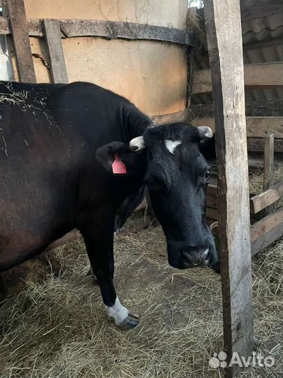 Корова телка