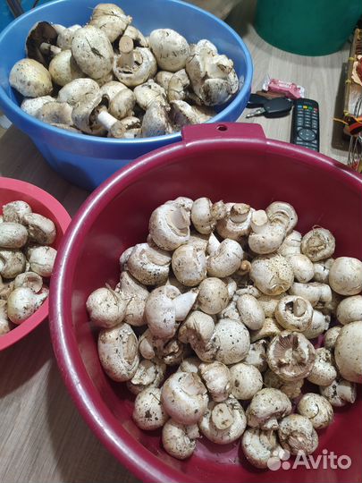Грибы свежие шампиньоны