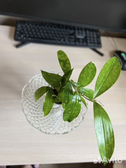 Драцена суркулоза