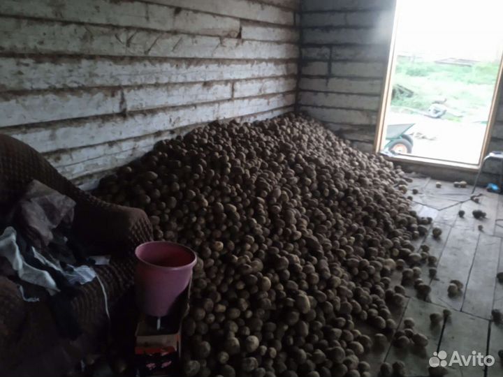 Продам картофель