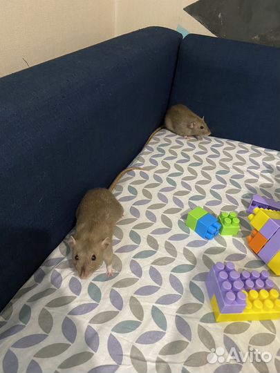 Крыса-Песчанка