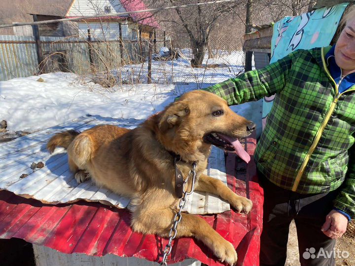 Собака бесплатно в добрые руки