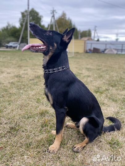 Собака на вязку