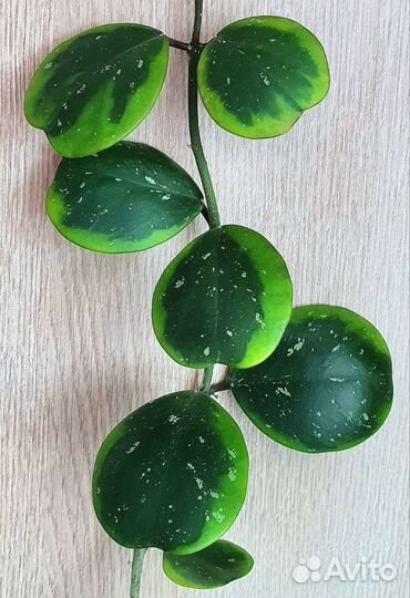 Хойя срезом