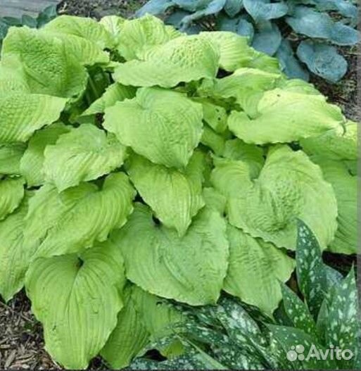 Цветы садовые. Хоста крупноцветковая