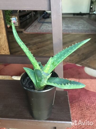 Комнатные цветы алоэ