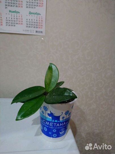 Хойя