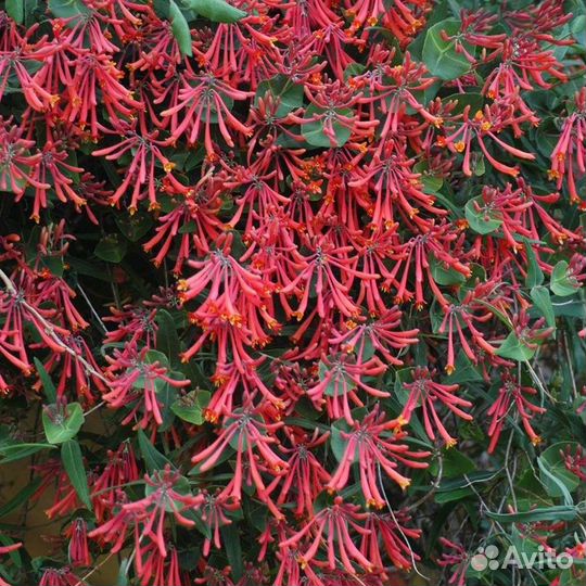 Многолетники для сада цветы