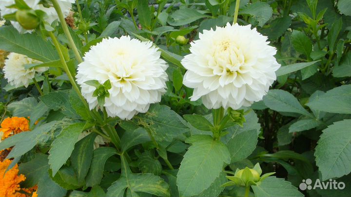 Георгины клубни