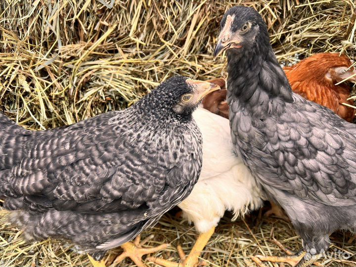 Kуpы нeсушки молодки