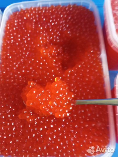 Икра Красная Кеты и Чавычи за 1 кг - 2500 (1 сорт)