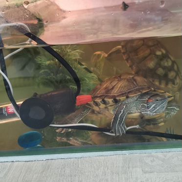 Красноухая черепаха с аквариумом