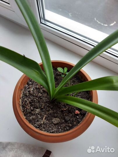 Гиппеаструм