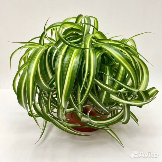 Хлорофитум кудрявый бонни