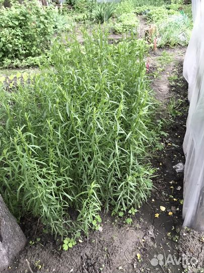 Эстрагон, листья хрена, мята